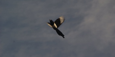 Passie voor Glans - Column Botsauto - Volvodrive Magazine